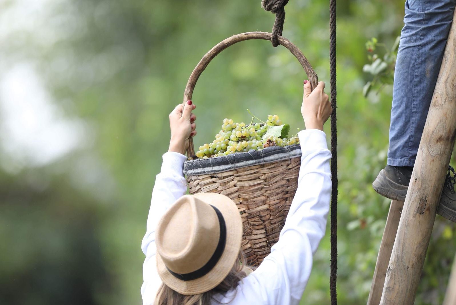 Tenuta Fontana un momento di raccolta delle uve in vendemmia