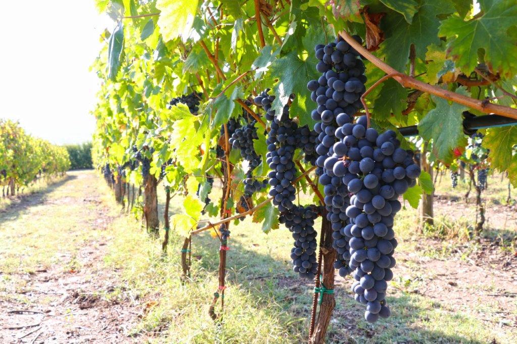 L'uva sana di Tenuta Fontana, articolo “Scalinatella longa, longa, longa, Strettulella Strettulella”: l’Alberata Aversana